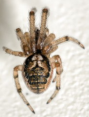 Zygiella x-notata