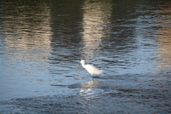 Egretta garzetta