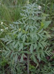 Silphiodaucus prutenicus