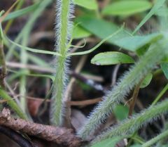 Silphiodaucus prutenicus