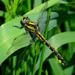 Phanogomphus kurilis