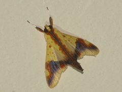 Tetracona pictalis