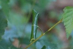 Calybites phasianipennella