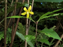 Lysimachia ardisioides