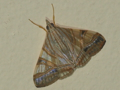 Agrioglypta zelimalis