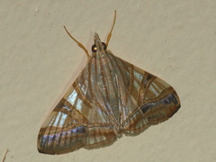 Agrioglypta zelimalis