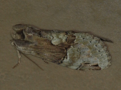Antithemerastis acrobela