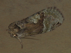 Antithemerastis acrobela