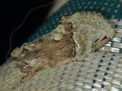 Antithemerastis acrobela