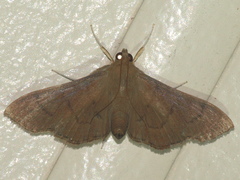 Lamprophaia albifimbrialis