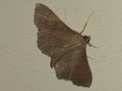 Lamprophaia albifimbrialis