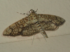 Haritalodes obliqualis