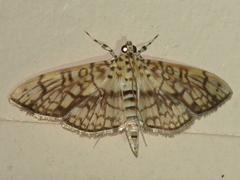 Haritalodes obliqualis