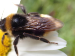 Bombus vestalis