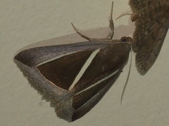 Chalciope alcyona