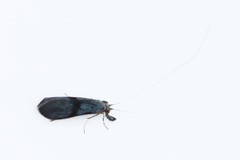 Mystacides azureus
