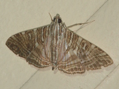 Glyphodes multilinealis