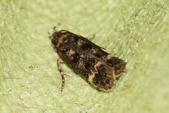 Bryotropha basaltinella