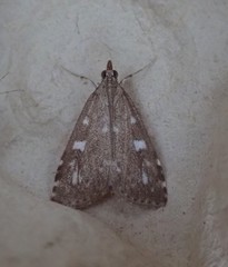 Udea olivalis