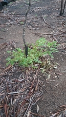 Eucalyptus macarthurii