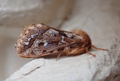 Korscheltellus fusconebulosa