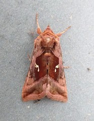 Autographa jota