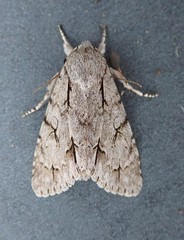Acronicta psi