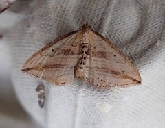 Orthonama vittata
