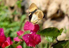 Papilio dardanus tibullus
