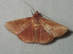 Striglina