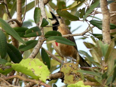 Rhodophoneus cruentus