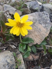Arnica griscomii