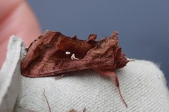 Autographa jota
