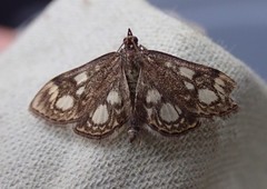 Anania coronata
