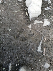 Nyctereutes procyonoides