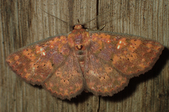 Sarobides inconclusa