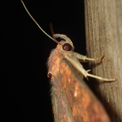 Sarobides inconclusa