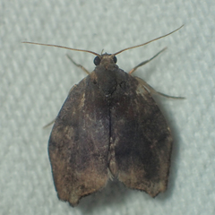 Macaduma borneana