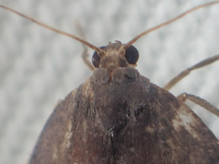 Macaduma borneana