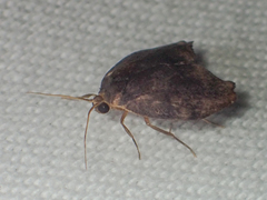 Macaduma borneana