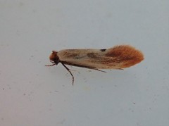 Tinea semifulvella