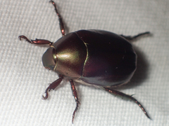 Anomala densa