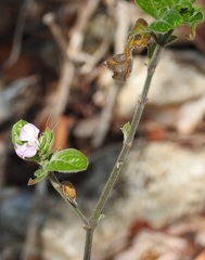 Justicia breviflora