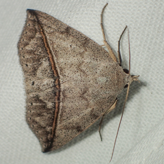 Ugia