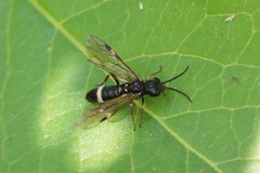 Allantus cinctus