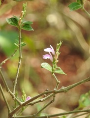 Justicia breviflora