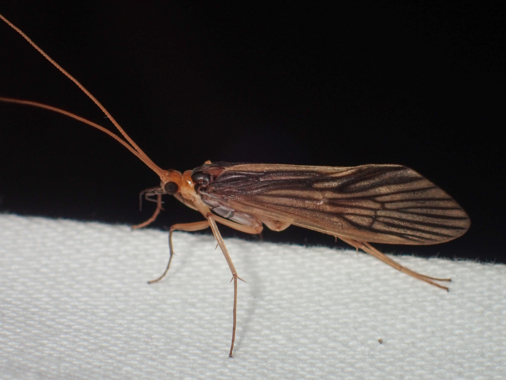 Dipseudopsis