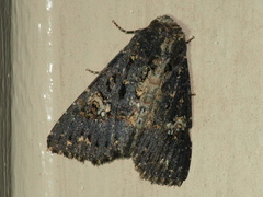 Condica dolorosa