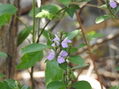 Justicia breviflora