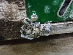 Coccocarpia erythroxyli